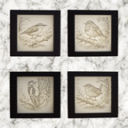 Four framed illustrations of birds on a marble surface