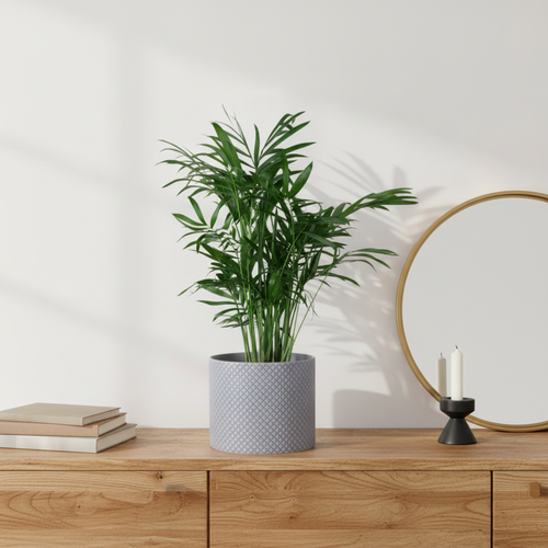 Potted plant on a wooden surface with a mirror and books in the background
