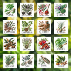 16 images of herbs and spices on a faded out background
